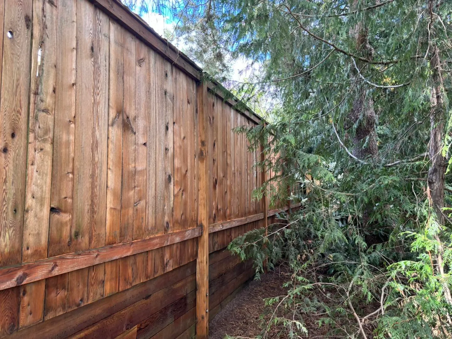 After: the full fence washed back to clean cedar