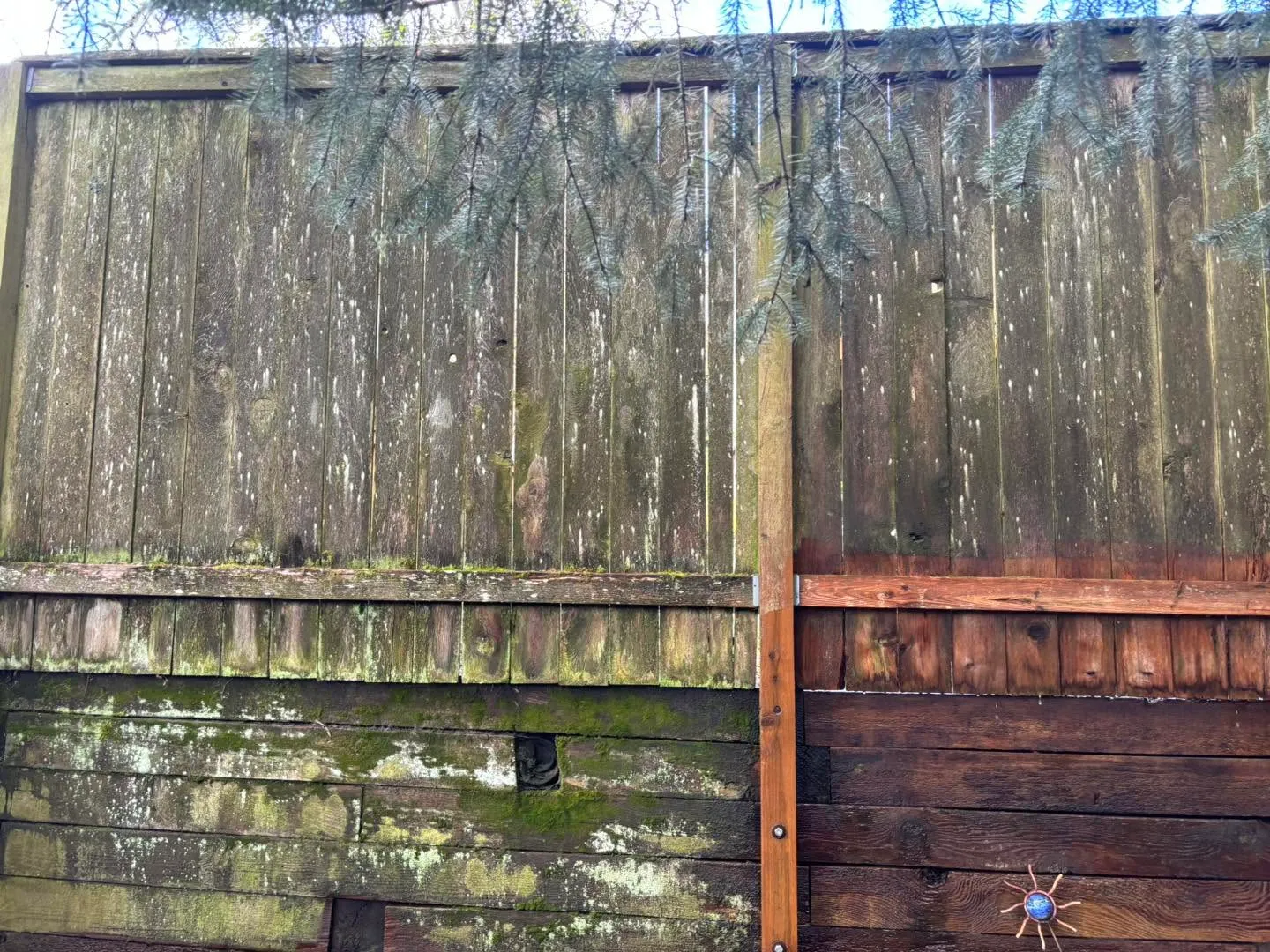 Before: cedar fence covered in green moss, with one cleaned section showing the contrast